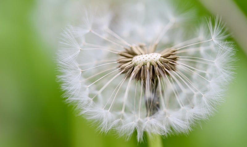 Seed Collections