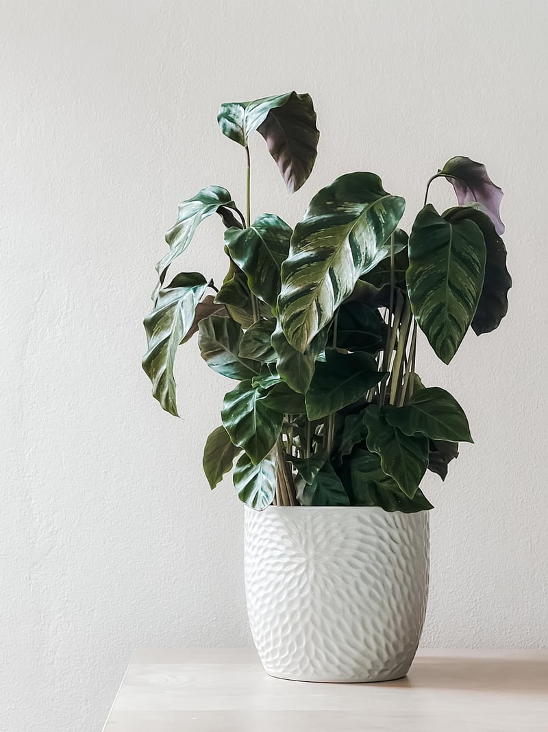 Terrarium Image